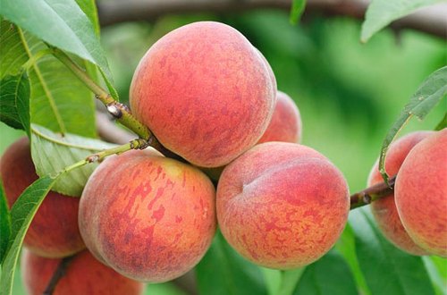 https://www.indiamart.com/proddetail/peach-prunus-persica-liquid-extract-20493940412.html
