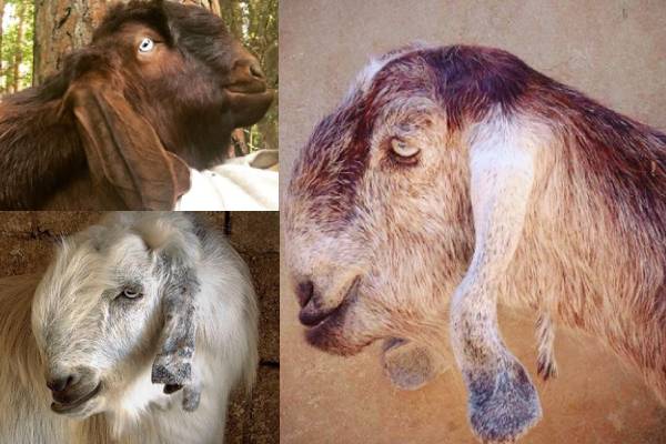 https://www.littlefarmdaily.com/damascus-goats-aka-shami-goats-unique-diamond-in-the-goat-world/