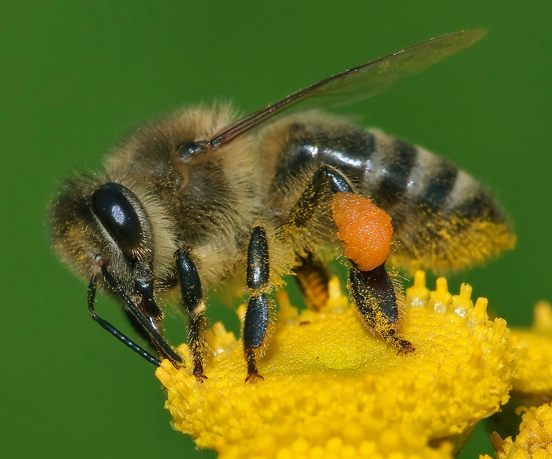 https://commons.wikimedia.org/wiki/File:Apis_mellifera_Western_honey_bee.jpg