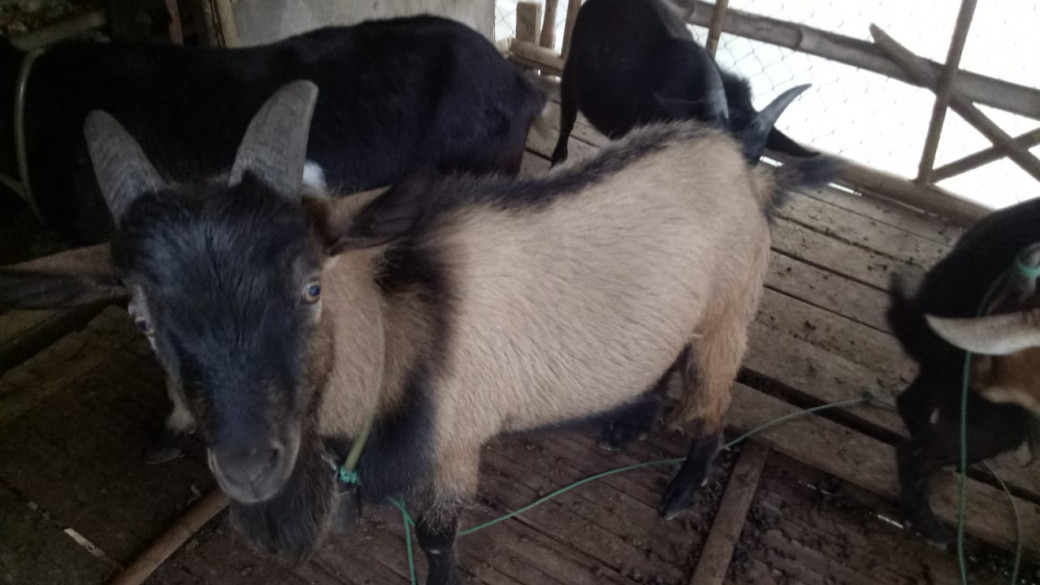 https://www.yula.la/buy-goats-in-namtha-luang-namtha-50242