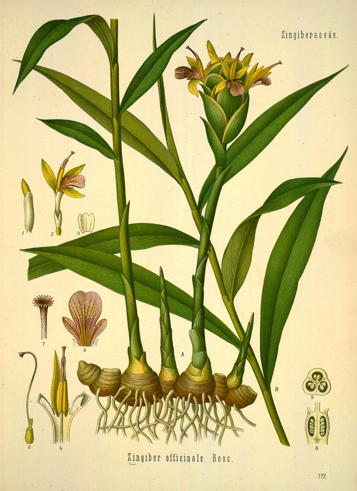 ຂີງແມ່ນມີການນຳໃຊ້ມາຍາວນານ ເຊີ່ງຮູບພາບນີ້ໄດ້ແຕ້ມນີ້ຈາກໜັງສື: Köhler, F.E., Köhler’s Medizinal Pflanzen (1883-1914)