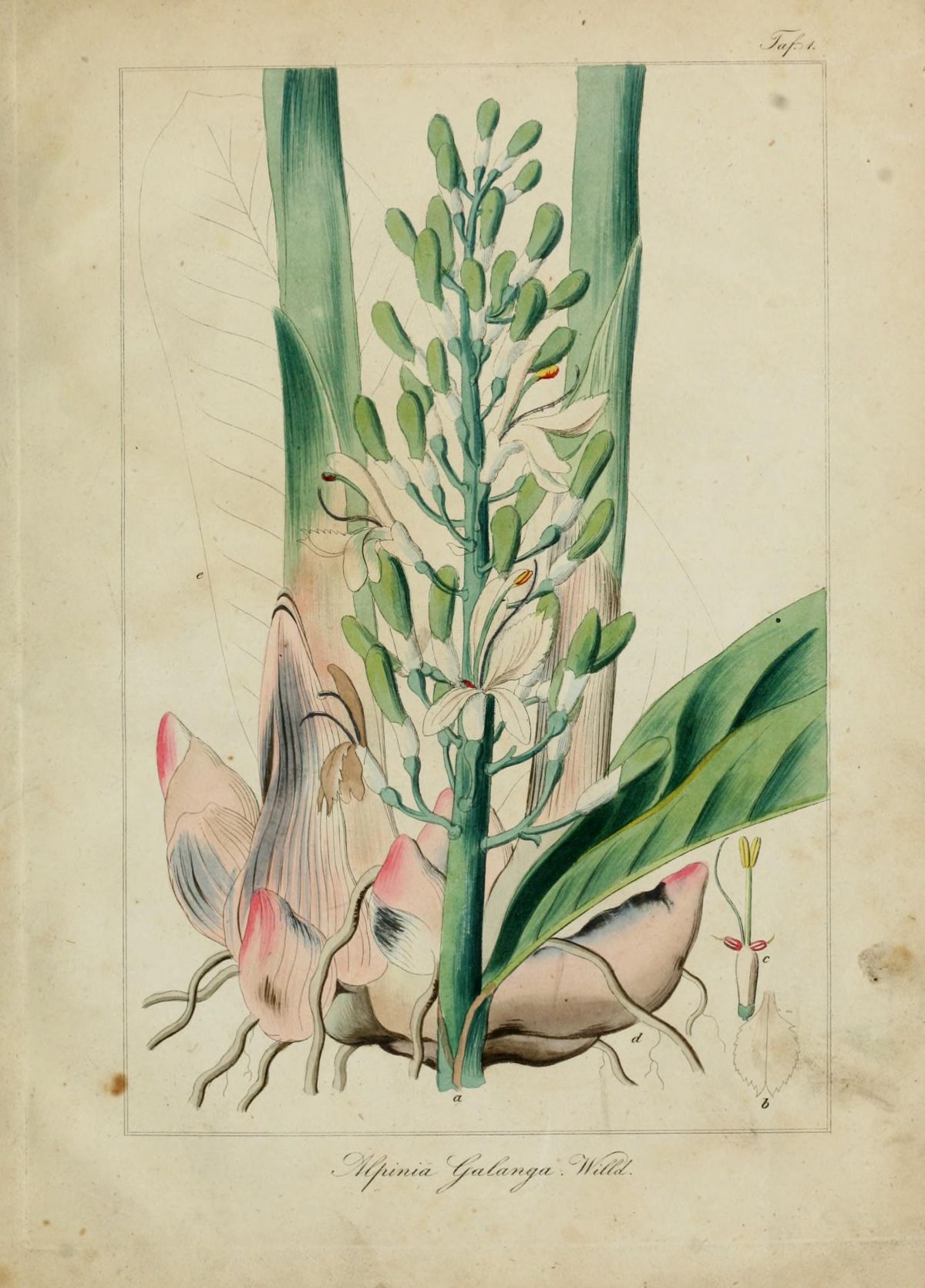 ຂ່າເປັນອິກຊະນິດທີ່ນິຍົມໃຊ້ປະກອບເຂົ້າໃນເຄື່ອງເທດ ຮູບແຕ້ມຈາກໜັງສື: Stupper, C., Medicinisch-pharmaceutische Botanik (1841-1843)