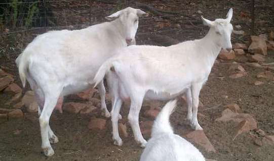https://fermer.fsetyt.com/laoshan-goat-breed-information/
