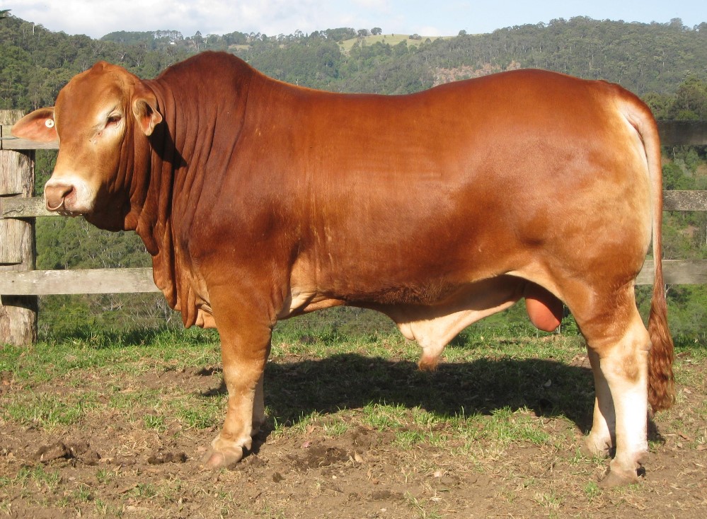 https://www.beefcentral.com/genetics/ai-son-produced-from-45-year-old-bulls-semen-to-sell-at-rocky-droughtmaster-sale/