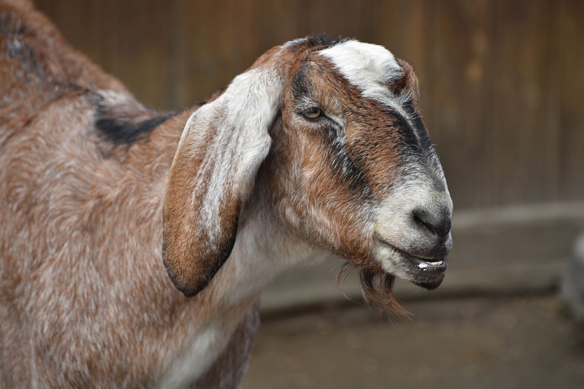 https://www.marylandzoo.org/animal/anglo-nubian-goat/