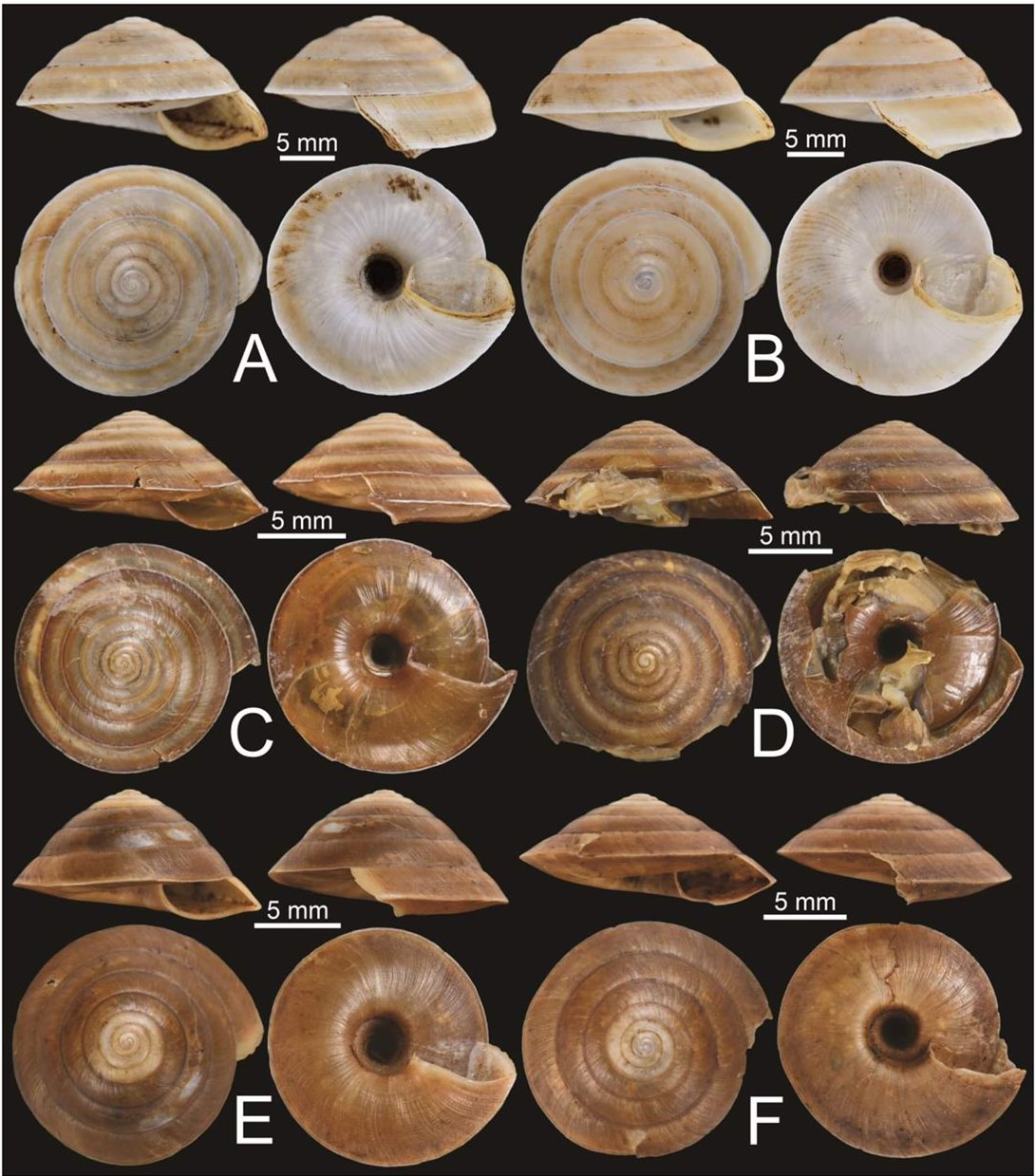 Shells of Trochomorphaspecies.