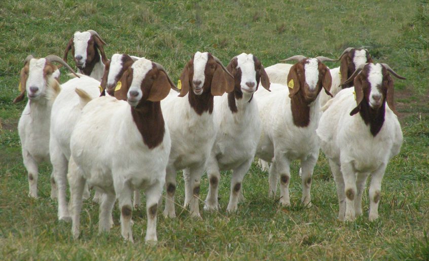 http://boergoatfarming.com/boer-goat-farming-industry/