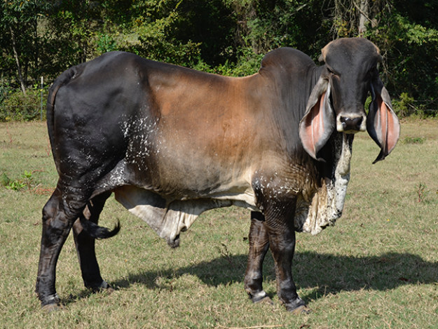 http://www.cattleinmotion.com/product/lot-15-butler-negocio-106-indu-brazil-bull