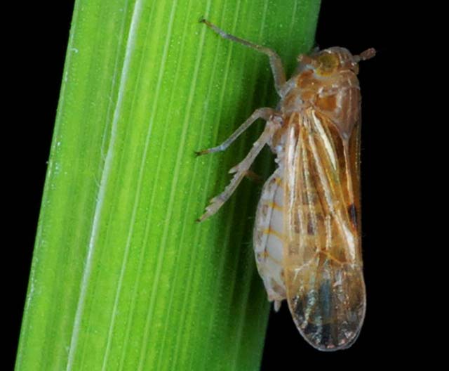 http://www.knowledgebank.irri.org/training/fact-sheets/pest-management/insects/item/planthopper