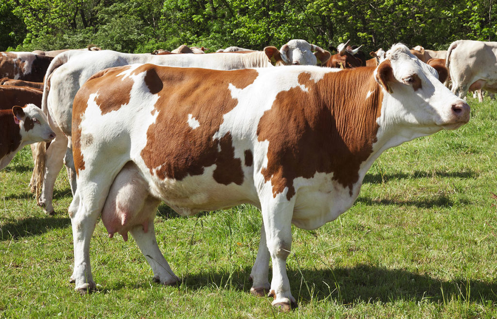 https://ghetgllc.com/index.php/product/simmental-cattle/