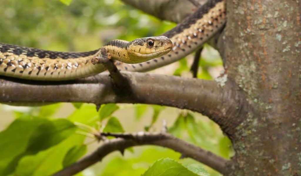 https://www.nationalgeographic.co.uk/animals/2020/05/snakes-have-friends-too?fbclid=IwAR1Rfo1kdTm9IBHiaO5TcGEkYV8Eo1c5xRKcXBSm9zUaWzOxHi1SbU9RNWE