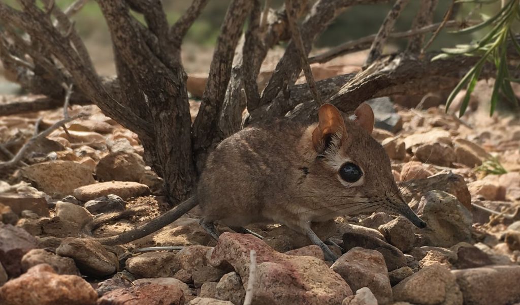 https://www.theguardian.com/environment/2020/aug/18/tiny-elephant-shrew-species-missing-for-50-years-rediscovered