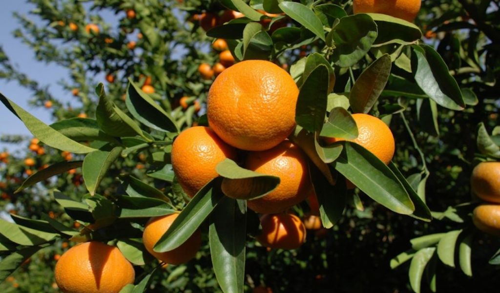 Oranges in Laos