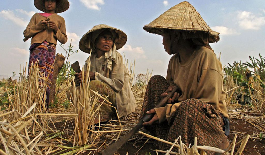 Rice farmers in Saravan province