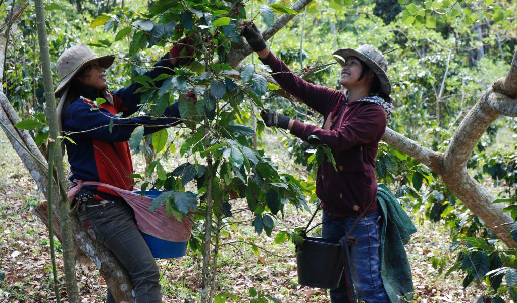 Coffee harvest in Laos