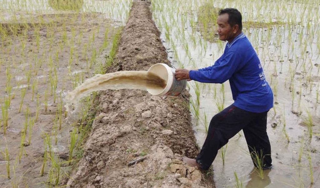 Irrigation of rice fields