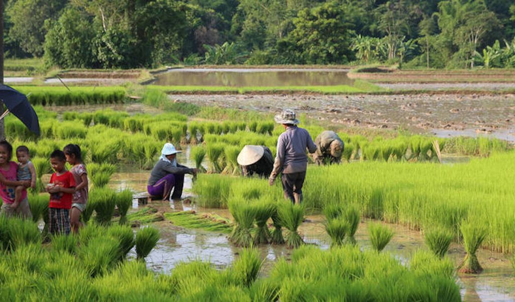 Agriculture in Laos