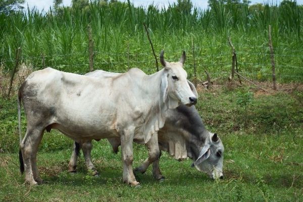 Cattle farming in Laos