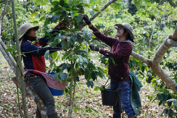 Coffee harvesting in Laos