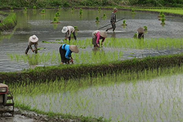 Agricultural practices in Laos