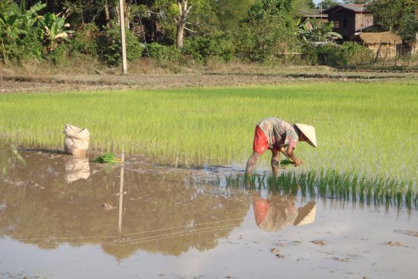 Rice worker in Laos