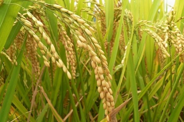 Rice production