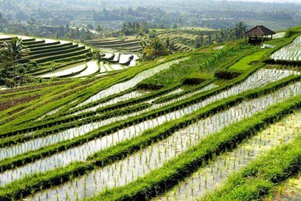 Rice terrace in Laos