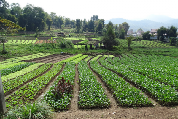 Agriculture in Laos