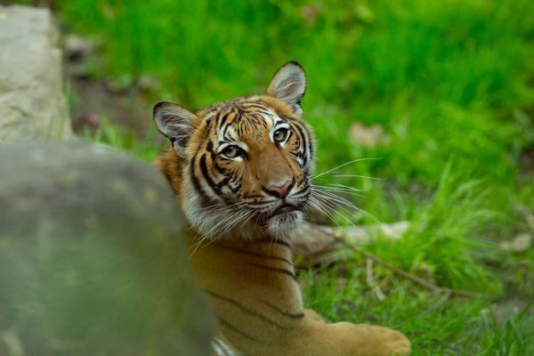 https://www.nationalgeographic.com/animals/2020/04/tiger-coronavirus-covid19-positive-test-bronx-zoo/#/malayan-tiger-bronx-zoo.jpg
