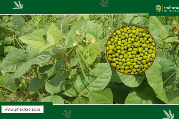 ຖົ່ວຂຽວ ໃຫ້ທາດໂປຣຕິນ Mungbeans protein that comes from plants