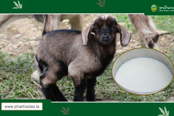 ນໍ້ານົມແບ້ ສຳລັບໂພຊະນາການຂອງເດັກ Do you know You can milk your goats