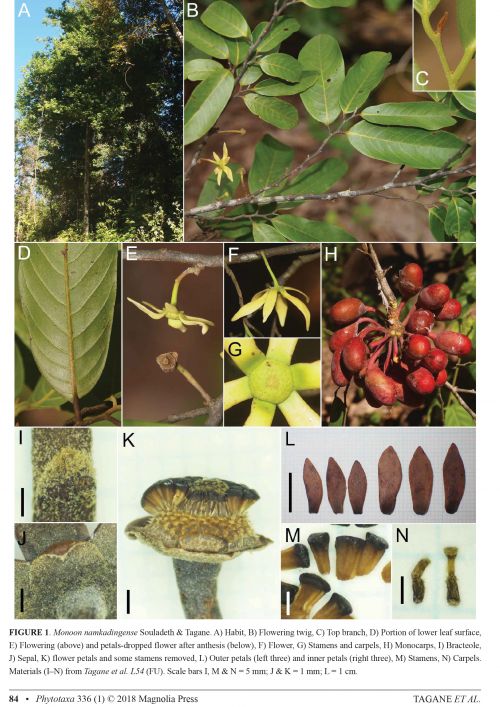 Flora of Nam Kading National Protected Area IV: Two new species of Annonaceae, Monoon namkadingense and Neo-uvaria laosensis