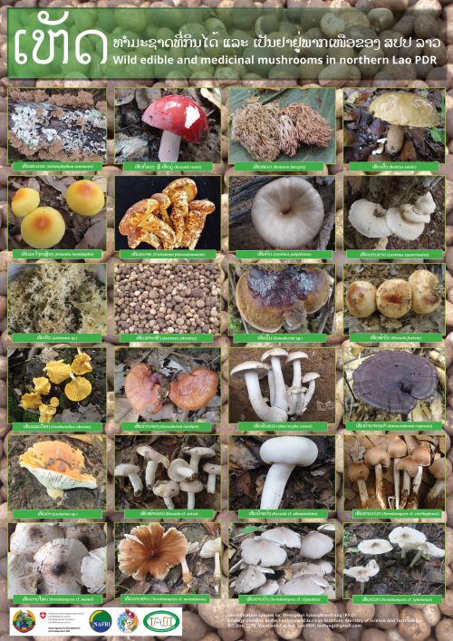 ເຫັດທຳມະຊາດທີ່ກິນໄດ້ ແລະ ເປັນຢາຢູ່ພາກເໜືອຂອງ ສປປ ລາວ Wild edible and medicinal mushrooms in northern Lao PDR