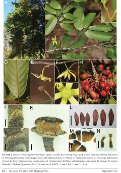 Flora of Nam Kading National Protected Area IV: Two new species of Annonaceae, Monoon namkadingense and Neo-uvaria laosensis