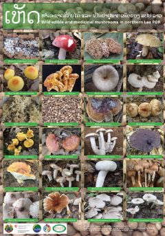 ເຫັດທຳມະຊາດທີ່ກິນໄດ້ ແລະ ເປັນຢາຢູ່ພາກເໜືອຂອງ ສປປ ລາວ Wild edible and medicinal mushrooms in northern Lao PDR